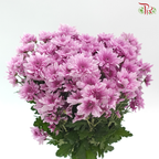 Chrysanthemum Pompom - Purple (12 Stems)