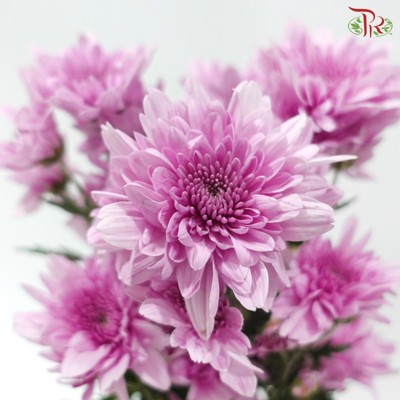 Chrysanthemum Pompom - Purple (12 Stems)