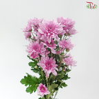 Chrysanthemum Pompom - Purple (12 Stems)