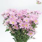 Chrysanthemum Pompom - Daisy Pink (12 Stems)