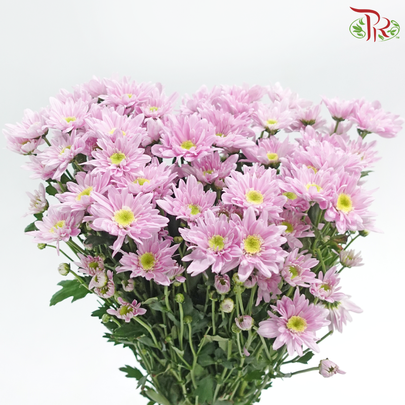Chrysanthemum Pompom - Daisy Pink (12 Stems)