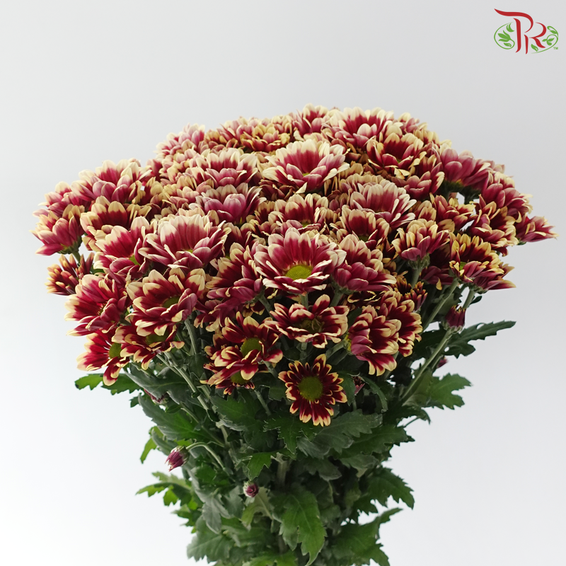 Chrysanthemum Pompom - Daisy Dark Red With Yellow Outline (12 Stems)