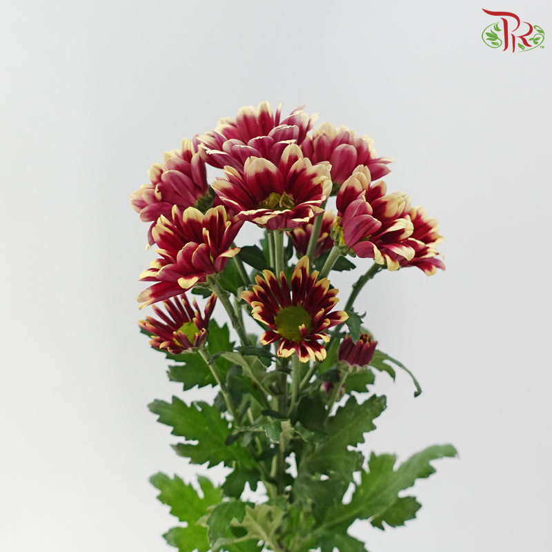 Chrysanthemum Pompom - Daisy Dark Red With Yellow Outline (12 Stems)