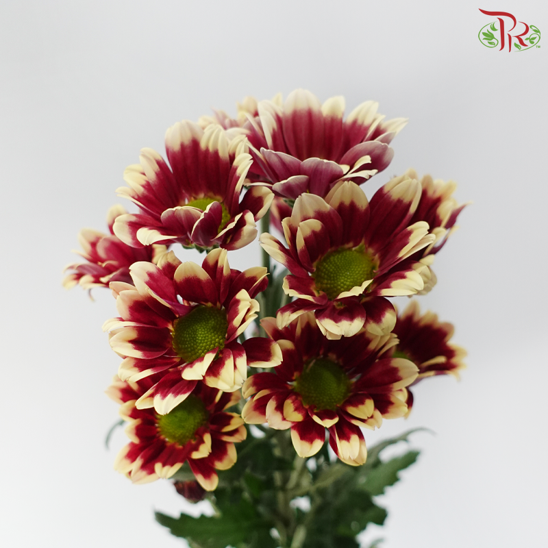 Chrysanthemum Pompom - Daisy Dark Red With Yellow Outline (12 Stems)