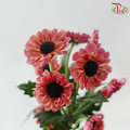Chrysanthemum Pompom - Santini Chestnut Russet (12 Stems)
