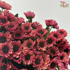 Chrysanthemum Pompom - Santini Chestnut Russet (12 Stems)