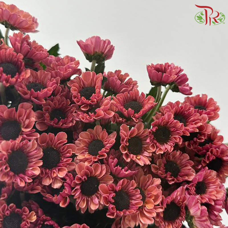 Chrysanthemum Pompom - Santini Chestnut Russet (12 Stems)