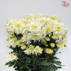 Chrysanthemum Pompom - White Off Green (12 Stems)