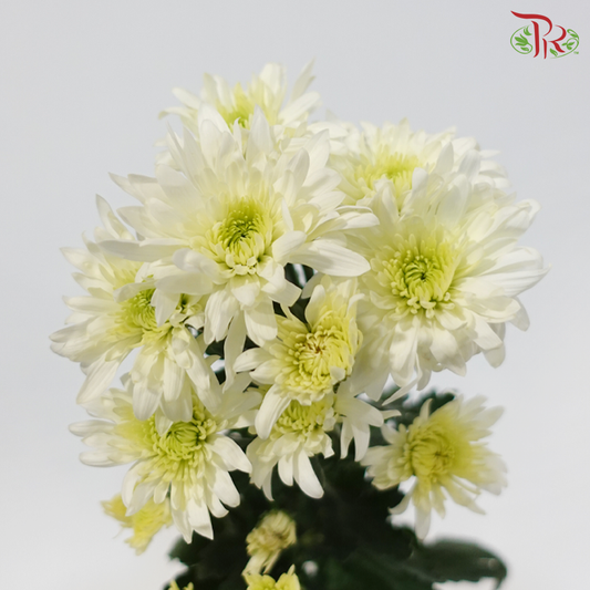 Chrysanthemum Pompom - White Off Green (12 Stems)