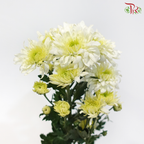 Chrysanthemum Pompom - White Off Green (12 Stems)