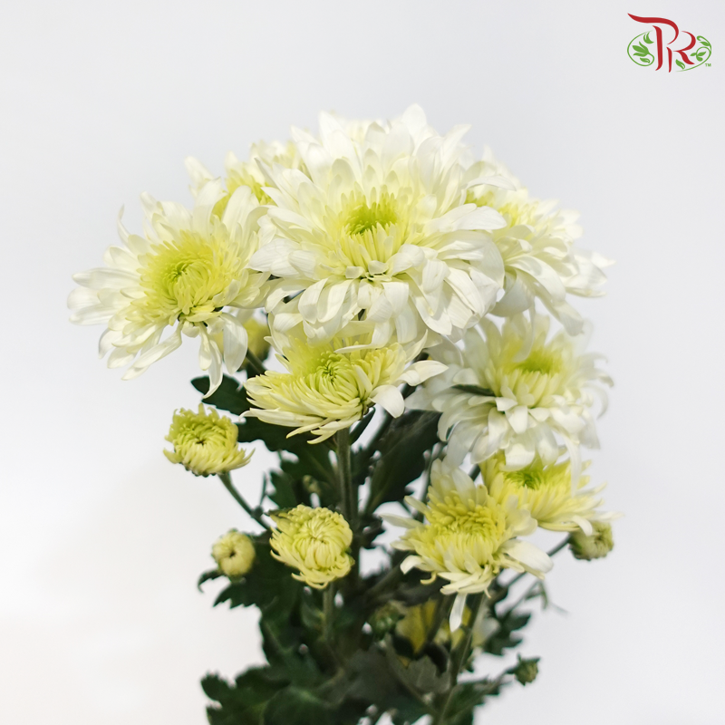 Chrysanthemum Pompom - White Off Green (12 Stems)