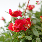 Portulaca Japanese Rose 150P《龙须牡丹》