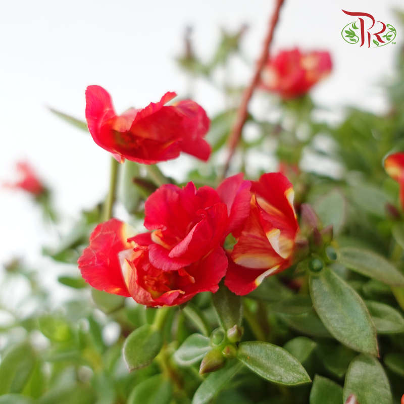 Portulaca Japanese Rose 150P《龙须牡丹》