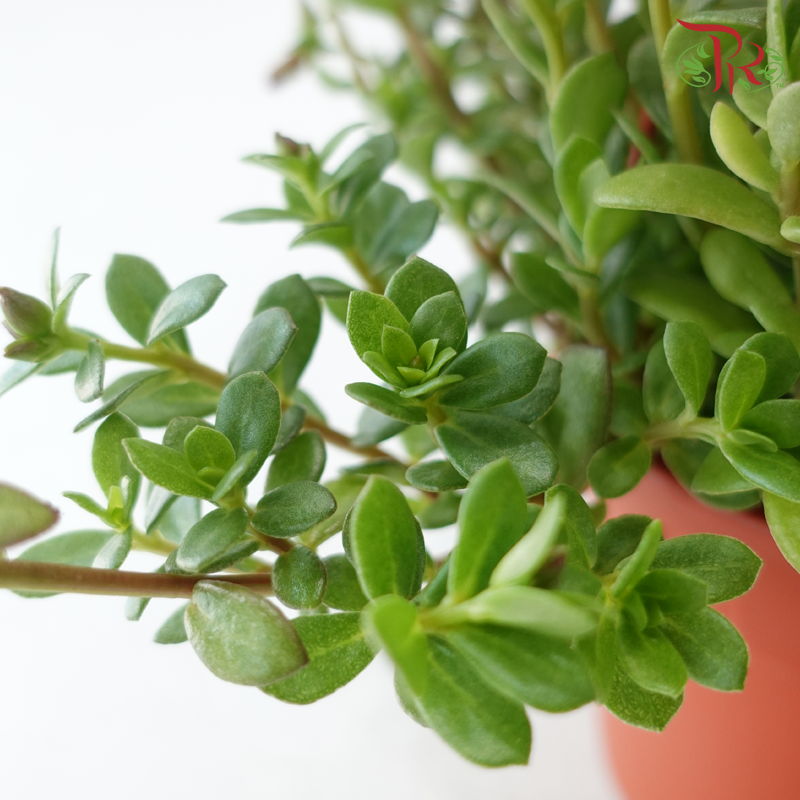 Portulaca Japanese Rose 150P《龙须牡丹》