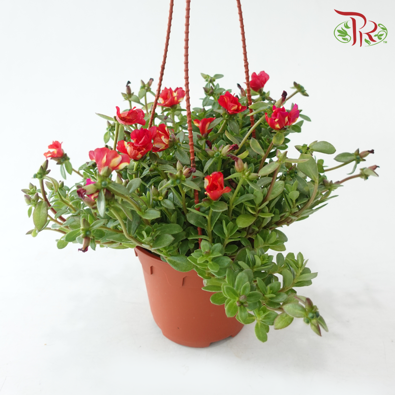 Portulaca Japanese Rose 150P《龙须牡丹》