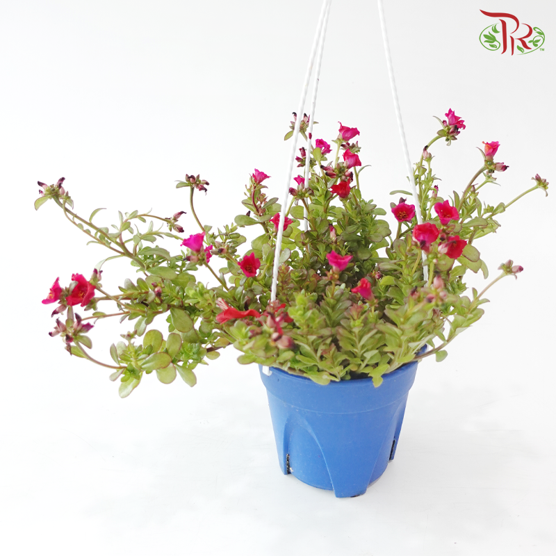 Portulaca Layers (Aptenia Green) 150P《太阳玫瑰》