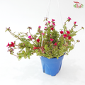 Portulaca Layers (Aptenia Green) 150P《太阳玫瑰》
