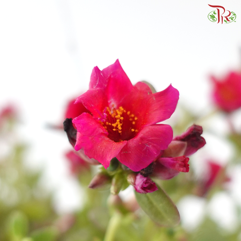 Portulaca Layers (Aptenia Green) 150P《太阳玫瑰》