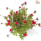 Portulaca Layers (Aptenia Green) 150P《太阳玫瑰》