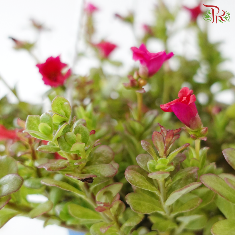 Portulaca Layers (Aptenia Green) 150P《太阳玫瑰》