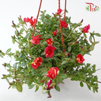 Portulaca Japanese Rose 150P《龙须牡丹》