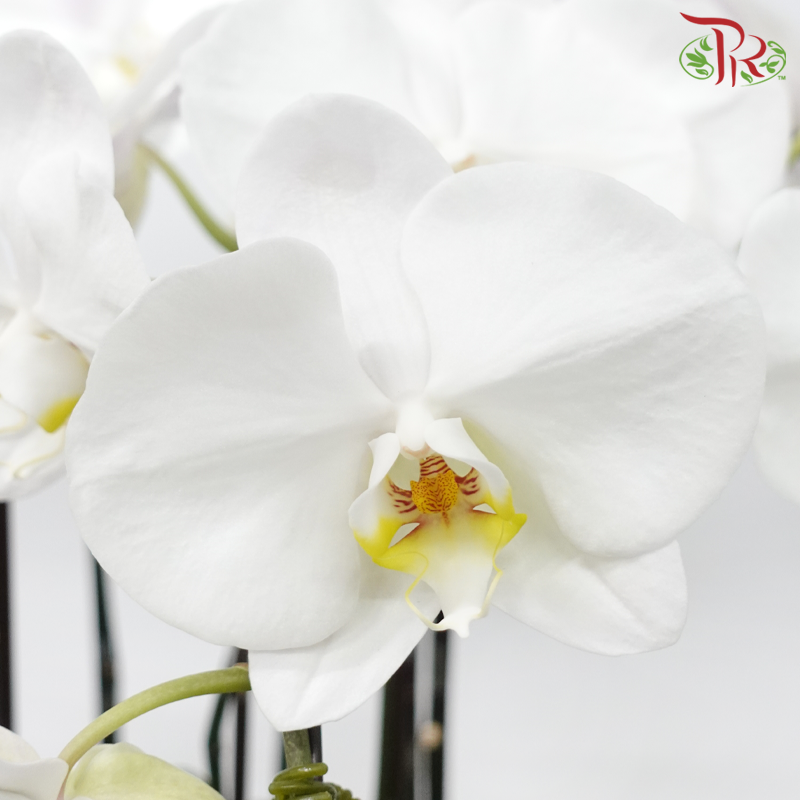 【Siri Raya 2024】 Imperial Orchid Elegance
