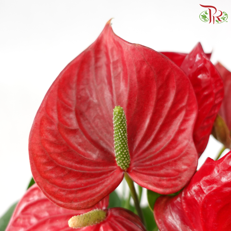 Premium Anthurium Red P150《红掌明尼苏达》