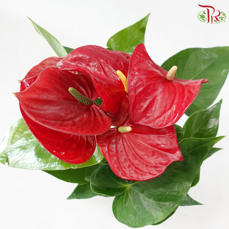 Premium Anthurium Red P150《红掌明尼苏达》