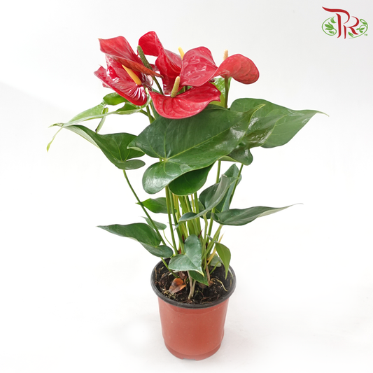 Premium Anthurium Red P150《红掌明尼苏达》