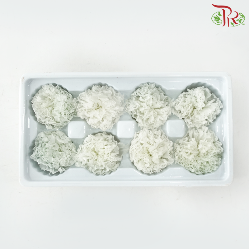 Preserved Carnation - White ( 8 Blooms )