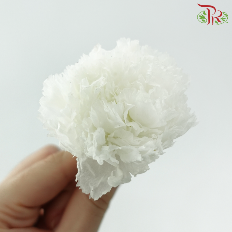 8 Bloom Preserved Carnation - White