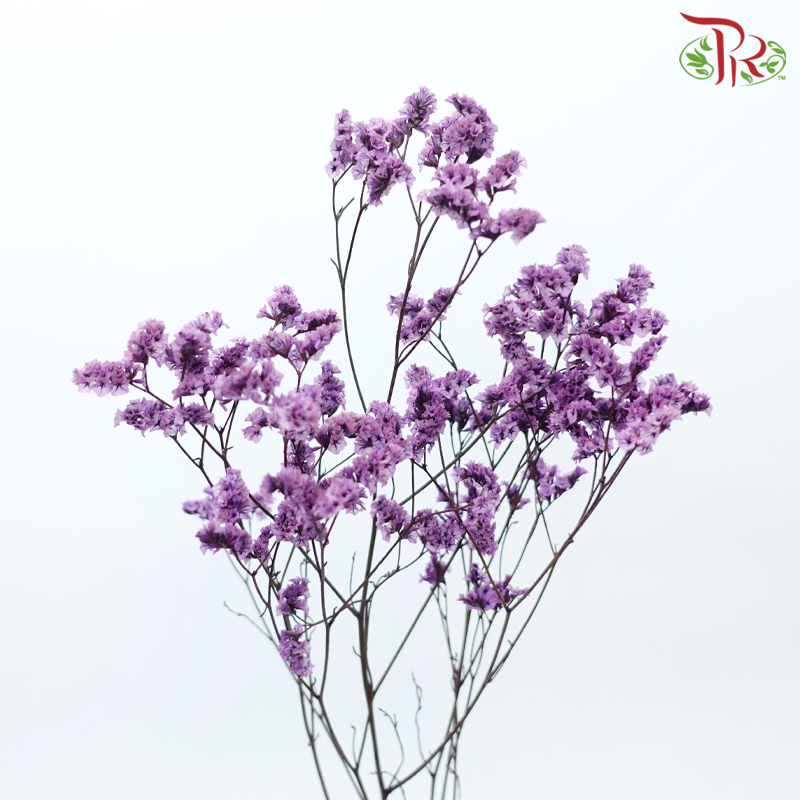 Preserved Caspia - Light Purple (Per Bunch)