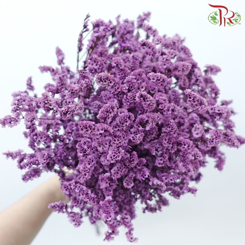 Preserved Caspia - Light Purple (Per Bunch)