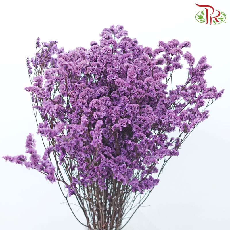 Preserved Caspia - Light Purple (Per Bunch)