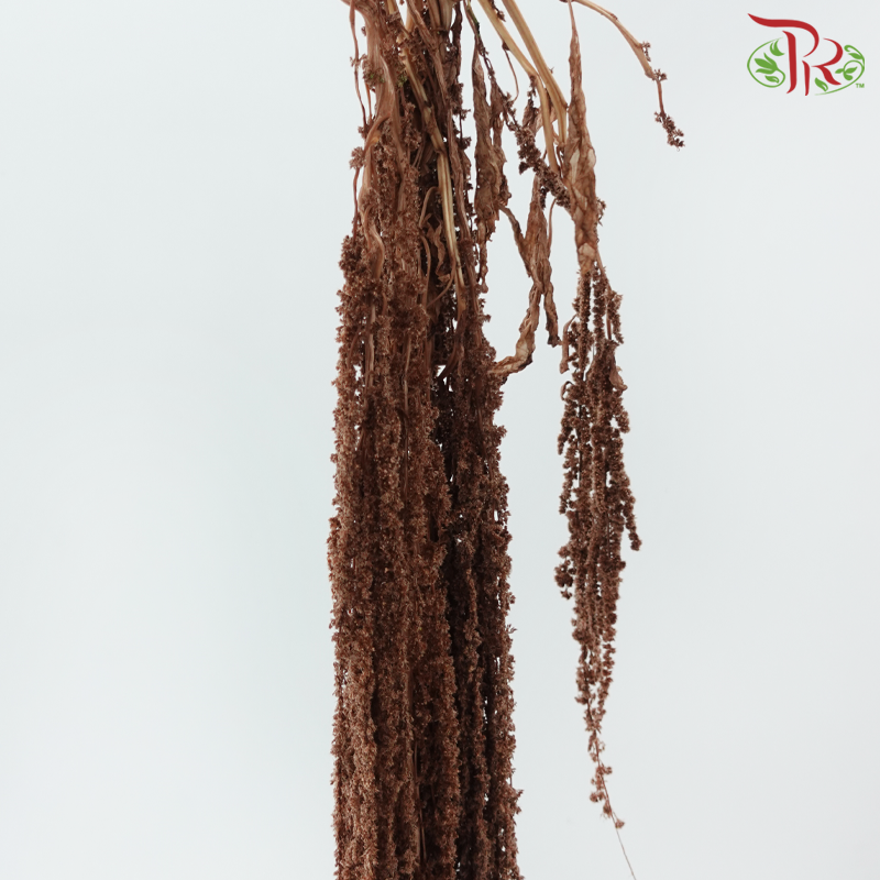 Preservative Amaranthus Hanging - Brown