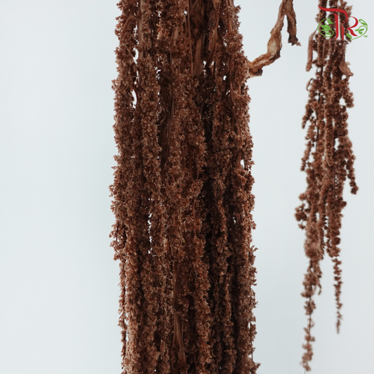 Preservative Amaranthus Hanging - Brown