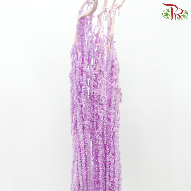 Preservative Amaranthus - Light Purple (Per Bunch)