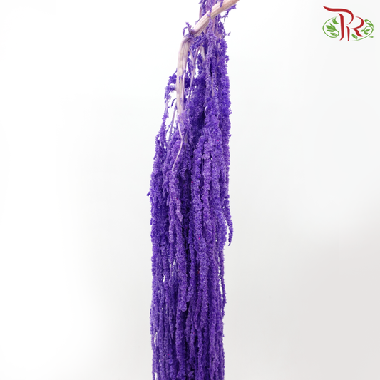 Preservative Amaranthus - Purple (Per Bunch)