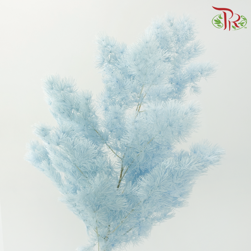 Preserved Asparagus Leaf - Baby Blue (Per Bunch)