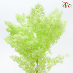 Preserved Asparagus Leaf ( Fish Leaf )- Green (Per Bunch)