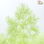 Preserved Asparagus Leaf ( Fish Leaf )- Green (Per Bunch)