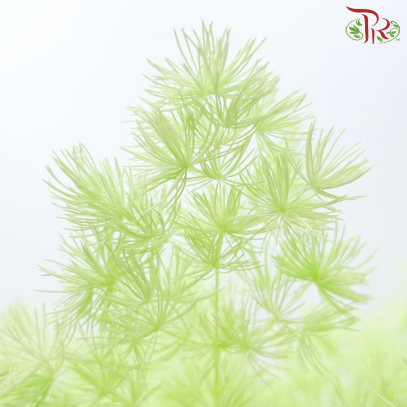 Preserved Asparagus Leaf ( Fish Leaf )- Green (Per Bunch)