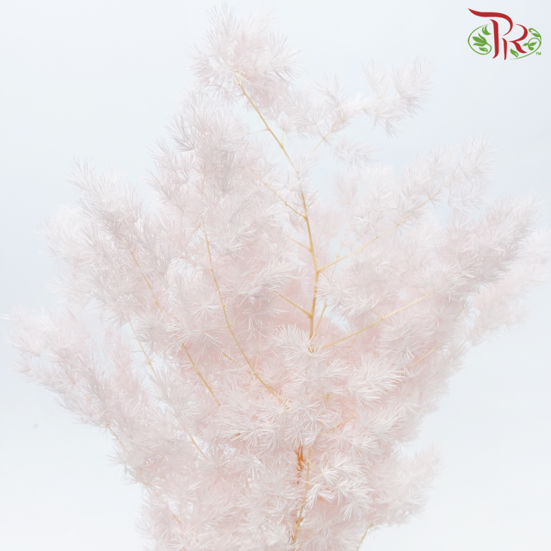 Preserved Asparagus Leaf - Light Pink (Per Bunch)