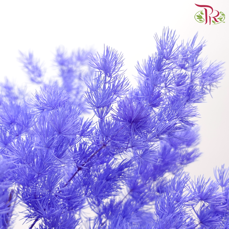 Preserved Asparagus Leaf - Bluish Purple (Per Bunch)