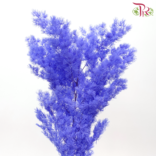 Preserved Asparagus Leaf - Bluish Purple (Per Bunch)