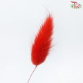 Dried Lagurus Bunny Tail - Bright Red (Per Bunch)