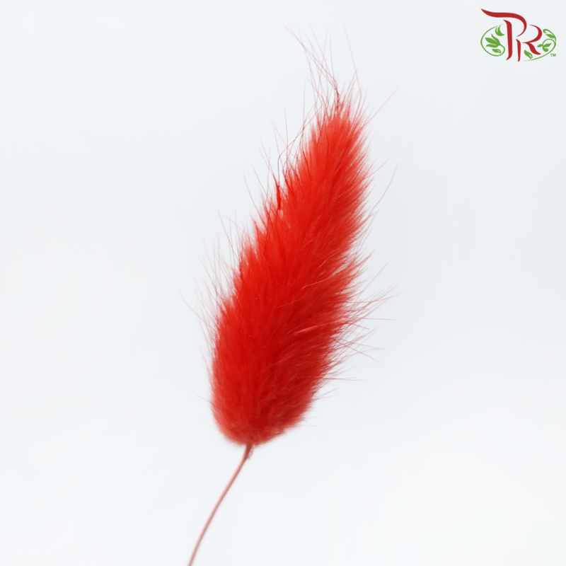Dried Lagurus Bunny Tail - Bright Red (Per Bunch)