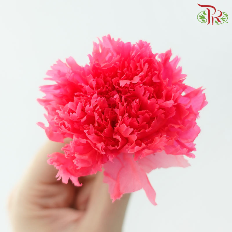 Preserved Carnation - Fire Pink ( 8 Blooms )