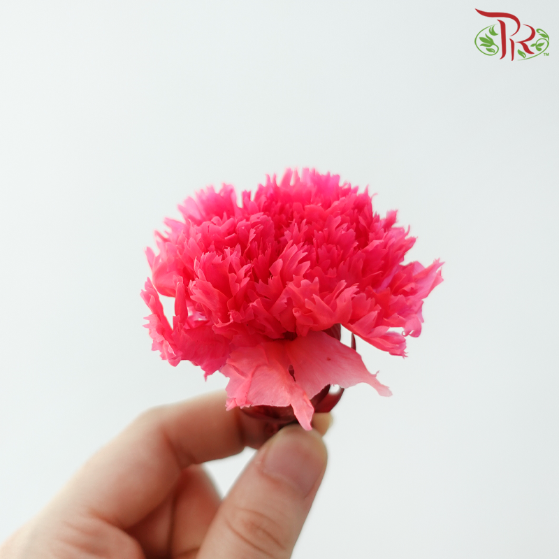 Preserved Carnation - Fire Pink ( 8 Blooms )