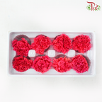 Preserved Carnation - Fire Pink ( 8 Blooms )